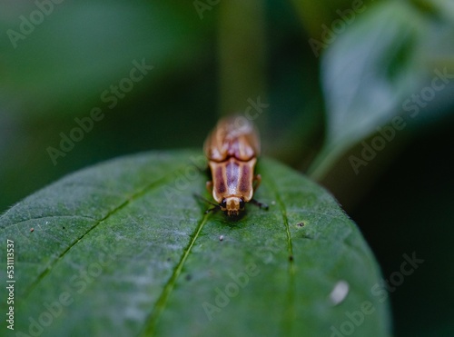 Closeup of Photuris bug on a leaf,  firefly photo