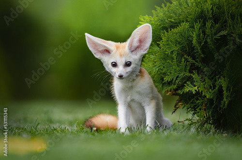 Pet Fennec fox puppy sitting outdoors in the grass