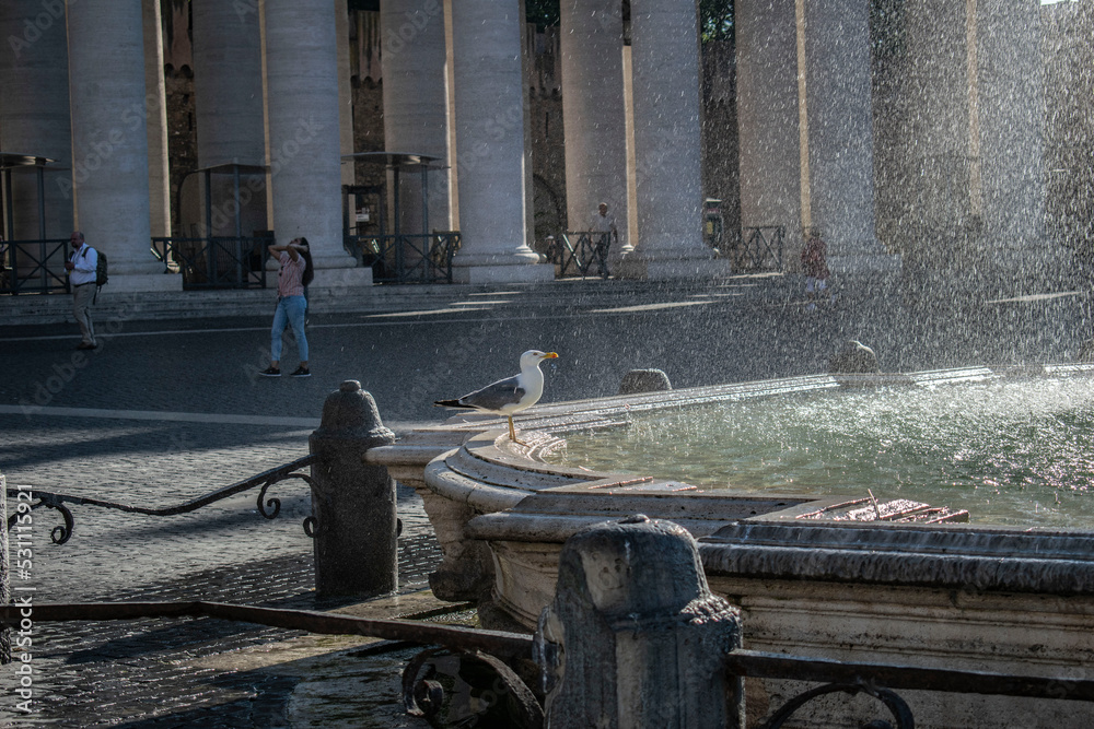 Obraz na płótnie Mewa na fontannie na placu św. piotra w Rzymie w salonie