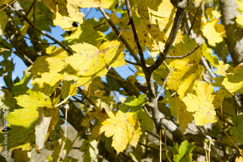 Autumn yellow maple leaves, sycamore maple, Acer pseudoplatanus in the forest in Croatia