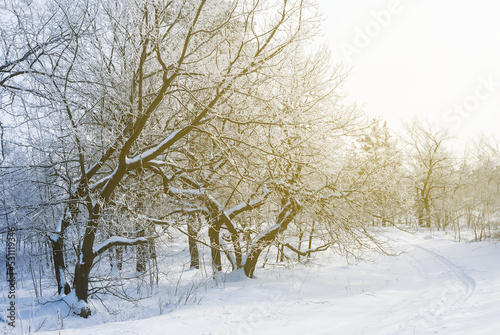 winter snowbound forest in light of sun