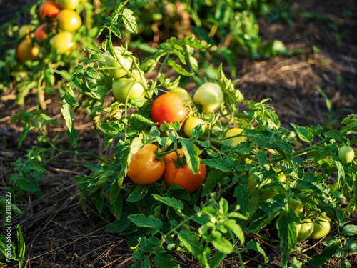 The process of growing tomatoes. Tomatoes bush in the open field. Organic cultivation in the garden