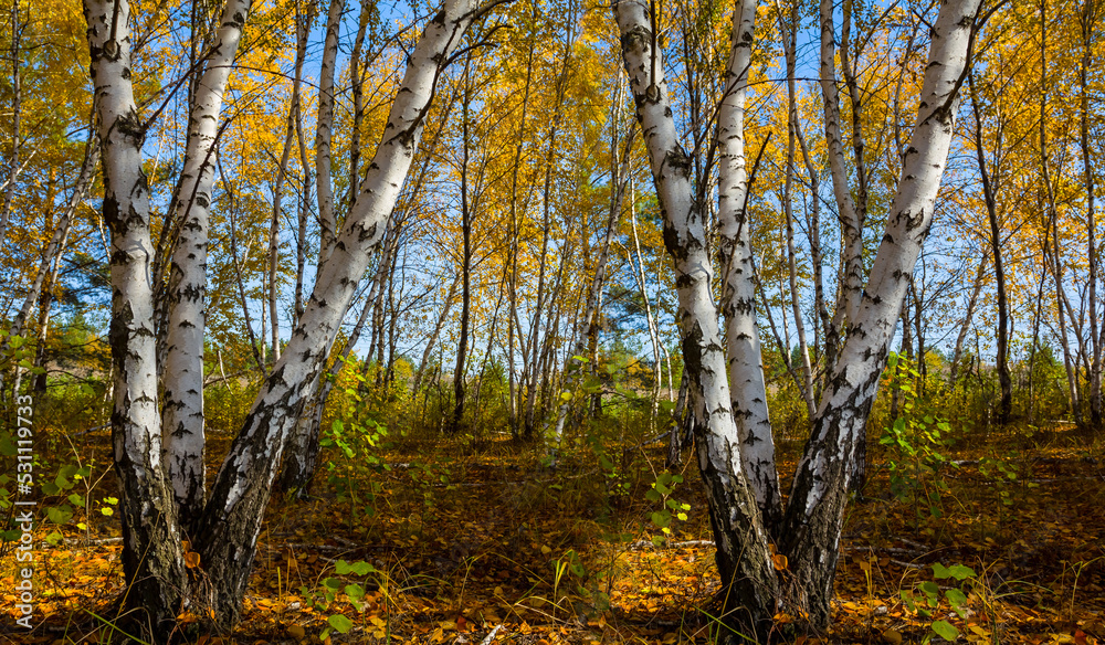 autumn birch forest glade