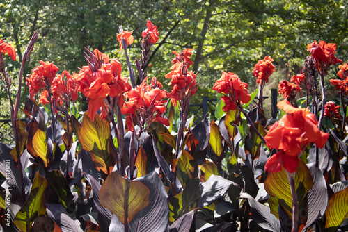 Canna lily flowers are red in color in the summer
