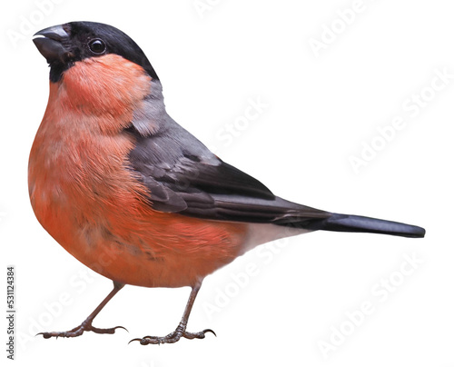 Male of Eurasian bullfinch (Pyrrhula pyrrhula), isolated on transparent background photo