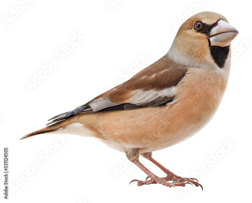 Fotografia, Obraz Female Hawfinch (Coccothraustes coccothraustes), isolated on transparent backgro