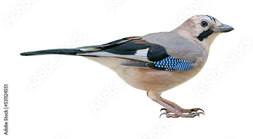Eurasian Jay (Garrulus glandarius), PNG, isolated on transparent background