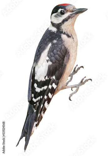 Young Great Spotted Woodpecker (Dendrocopos major), PNG, isolated on transparent background photo