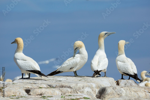 Obraz na plátne Northern gannet at Saltee Island, Ireland