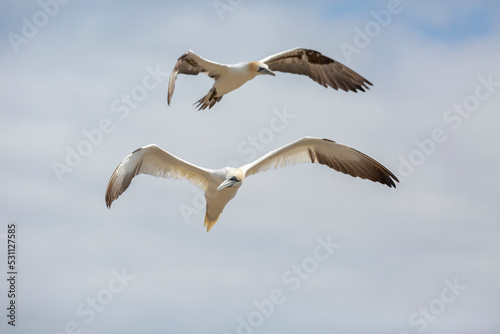 Northern gannet at Saltee Island, Ireland photo