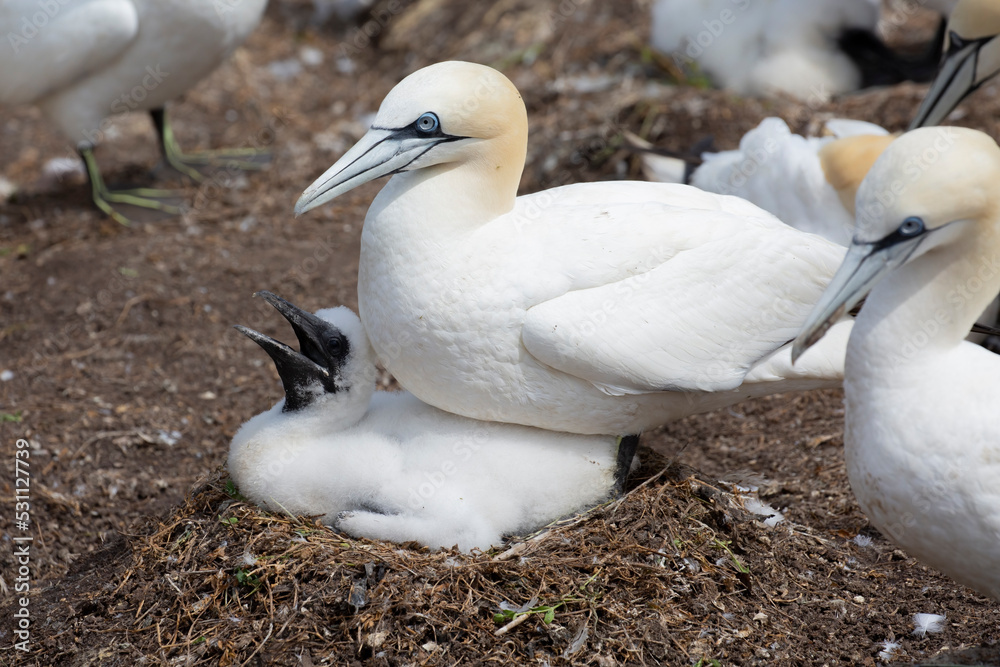 Northern gannet at Saltee Island, Ireland Northern gannet at Saltee Island, Ireland