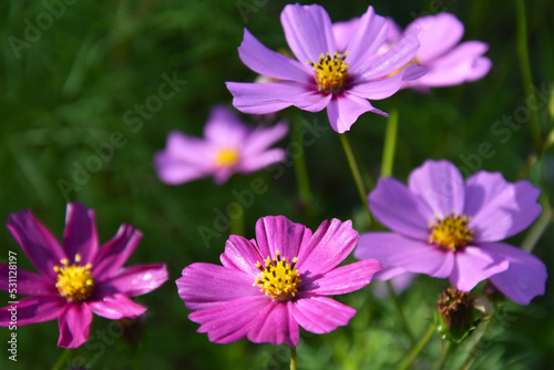 Beautiful purple flower Cosmos bipinnatus stock images. Pink garden cosmos blooming summer flower stock photo images