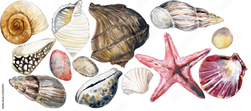 Watercolor seashell collection, 450 dpi png transparent background ...