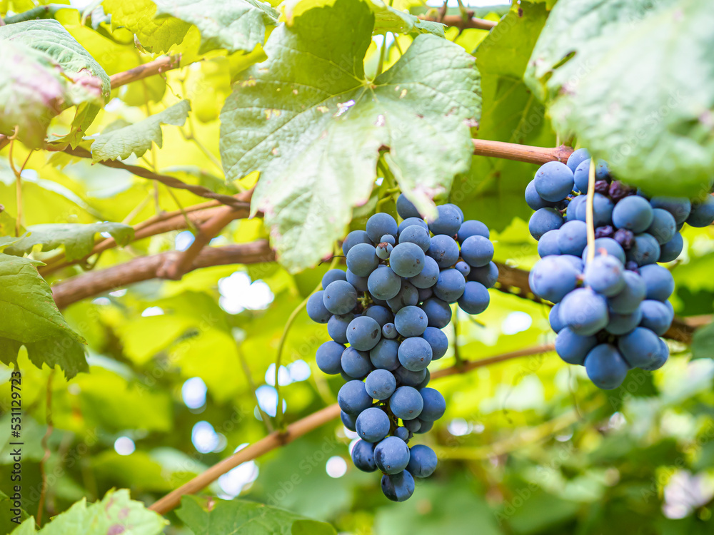 Dark grapes hanging from the vines inside the vineyard with the reflection of the sun at dusk.