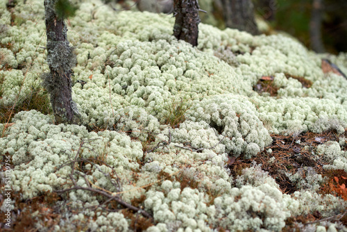 A glade of silvery white lace yagel on the rock on Koyonsaari island in Karelia photo