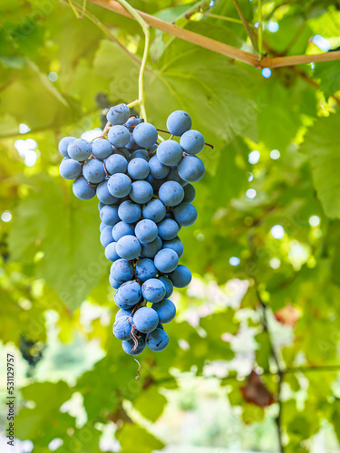 Quadro em tela Dark grapes hanging from the vines inside the vineyard with the reflection of the sun at dusk