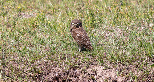 Photograph of a Burrowing owl. 