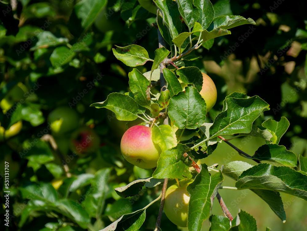 Apfel hängend an einem Apfelbaum