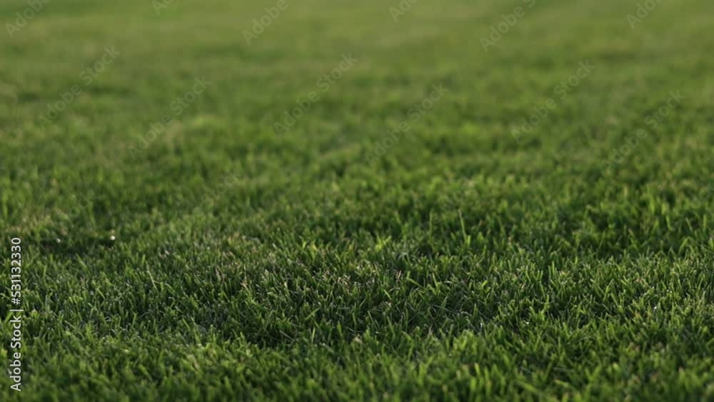 Green grass close-up. cut green juicy lawn. Alpine meadow densely overgrown with grass. Field of grass in perspective. Green grass close-up. cut green juicy lawn. Alpine meadow densely overgrown with grass. Field of grass in perspective.