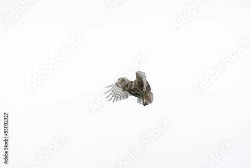 Little owl in flight. High-key
