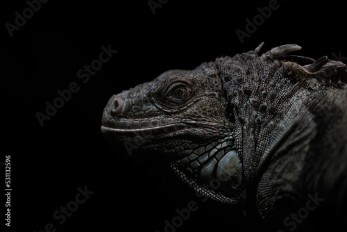 Close-up of a iguana - Black and white, low-key
