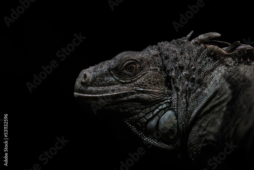Foto Close-up of a iguana - Black and white, low-key