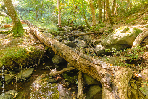 Wild forest in Bornholm island - summer season