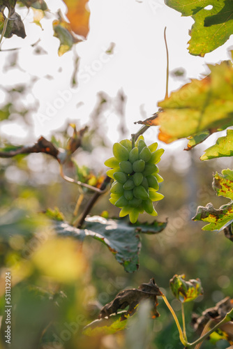 Bunch of white grapes ripe fresh. Fruit on a vine branch. Nature and harvest