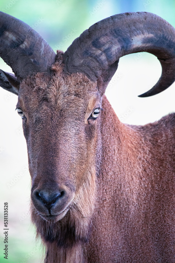 Head and horns of a wild goat close-up. Head and horns of a wild goat close-up.