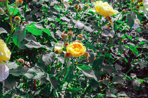 Beautiful bush of yellow roses in a spring garden. Rose garden.