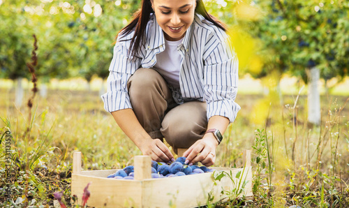 Farm girl picking plums in the orchard, autumn is the time to pick fruits concept.