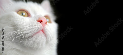White cat's face on a black background, close-up does not look at the camera.