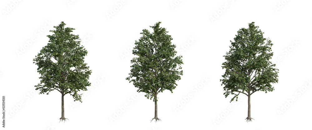 Fototapeta premium tree isolated on transparent background , tree 3d render