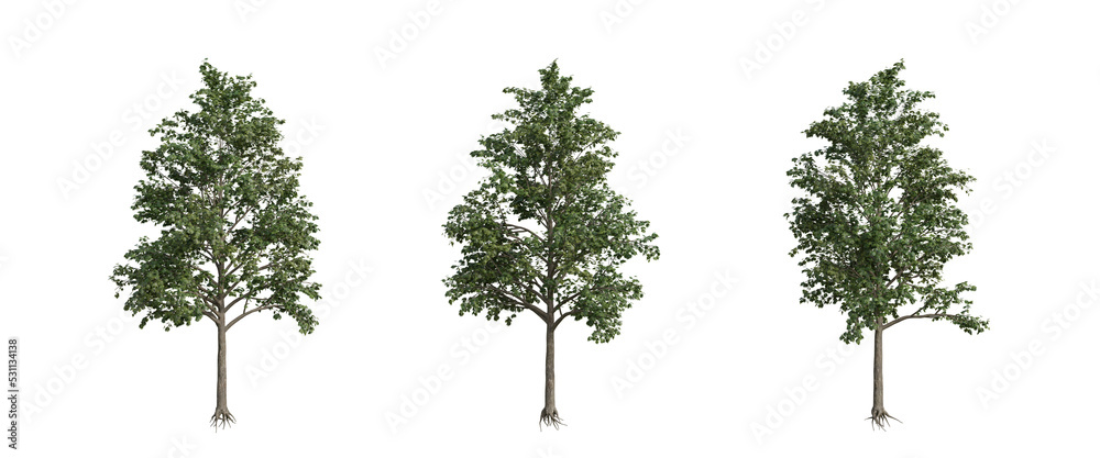 Fototapeta premium tree isolated on transparent background , tree 3d render