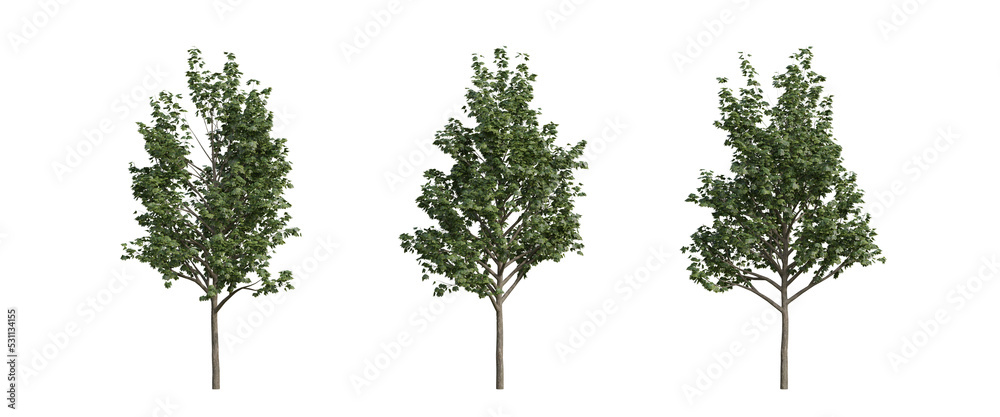 Fototapeta premium tree isolated on transparent background , tree 3d render