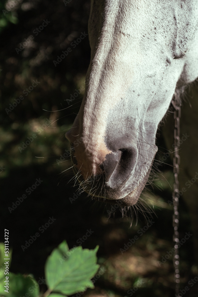 Muzzle of a white horse. Horse nose.