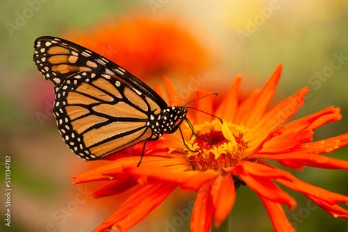 Monarch Butterfly, on a red orange zinnia flower during annual migration through Colorado, USA photo