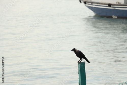bird on a pier © aji