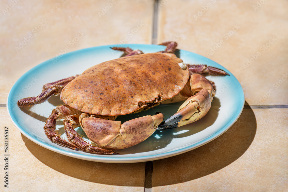 Fresh raw edible brown sea crab also known as Cancer Pagurus by Mediterranean Sea on blue plate on a beige tiles kitchen table background, close up Fresh raw edible brown sea crab also known as Cancer Pagurus by Mediterranean Sea on blue plate on a beige tiles kitchen table background, close up