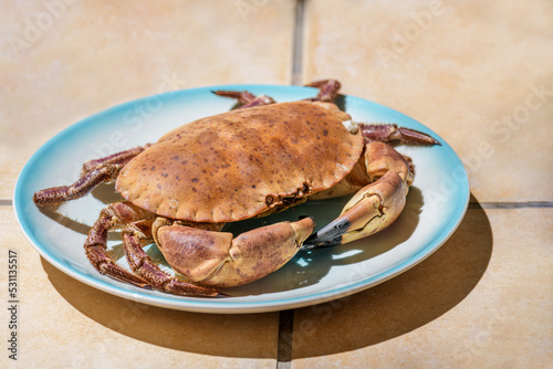 Fresh raw edible brown sea crab also known as Cancer Pagurus by Mediterranean Sea on blue plate on a beige tiles kitchen table background, close up