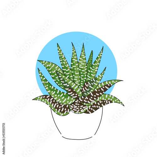 vector illustration plant succulent Haworthia hand line contour on a white background