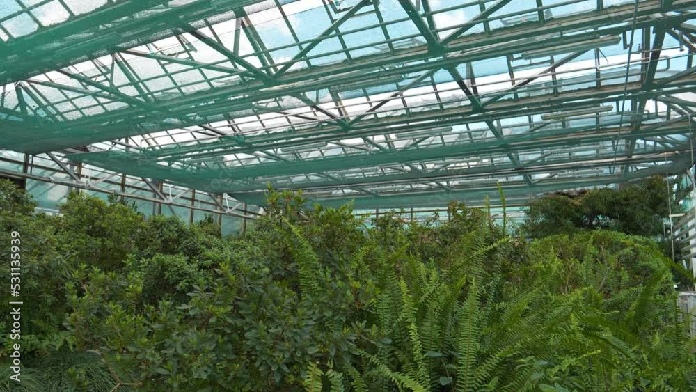 Beautiful green plants grows in hothouse. Healthy green trees in greenhouse, ecological balance and development of planet, natural clean production and nutrition. Protection of rare plant species Beautiful green plants grows in hothouse. Healthy green trees in greenhouse, ecological balance and development of planet, natural clean production and nutrition. Protection of rare plant species