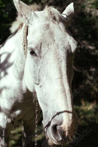 White horse head frontal portrait. Horse in the forest.