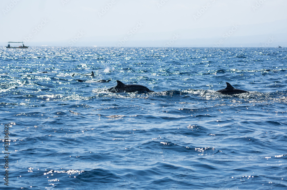 Fototapeta premium View of a group of wild dolphins