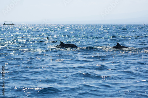 View of a group of wild dolphins