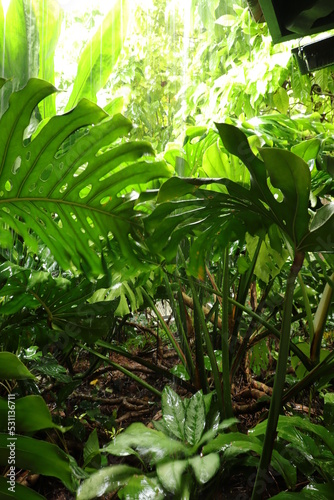 green leaves in the forest