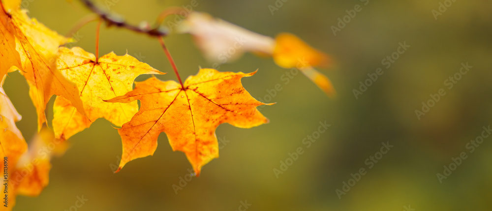 Yellow leaves on the branch with bokeh effect. Autumn background with yellow maple leaves