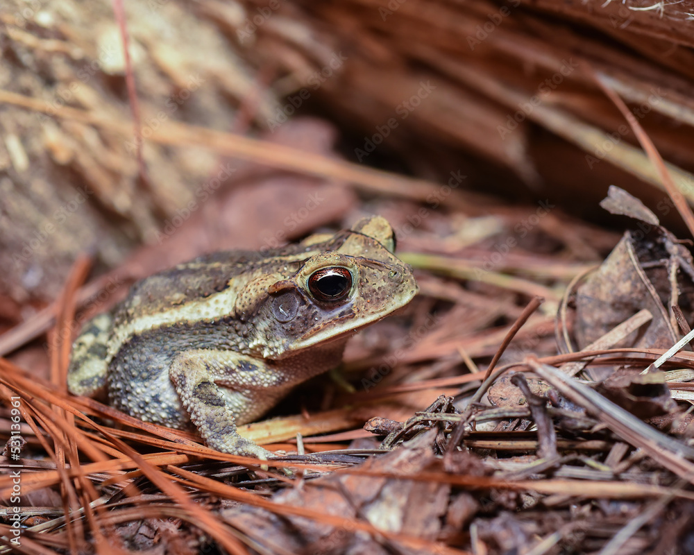 Obraz premium Coastal Plains Toad