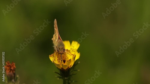 Hesperia comma: the silver-spotted skipper or common branded skipper foraging on a yellow flower photo