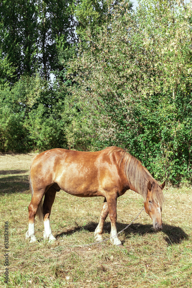 Fototapeta premium Brown horse eats grass in a meadow in the forest